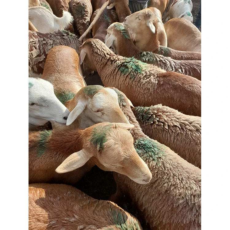 
W03 BIG WOLAITA SHEEP Health Weight Origin Type Certificate Product Place Model Alive Livestock ETHIOPIAN POULTRY 