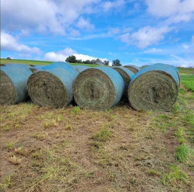 Best Quality American Alfalfa Hay Timothy Hay Cattle Horse Pets Sheep 500g Sample