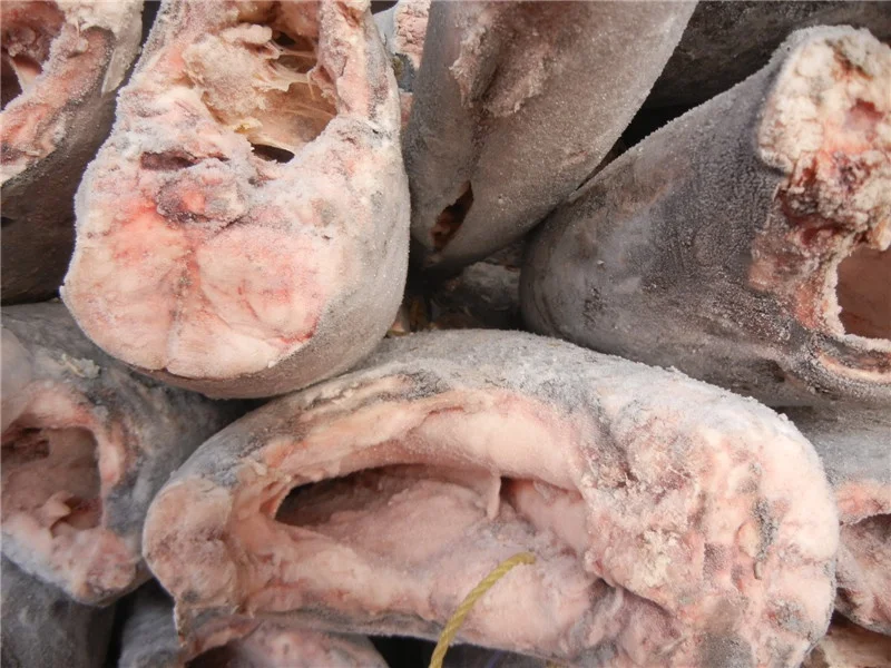 Замороженная масляная рыба высокого качества 10 кг + лепидоцибиум замороженная