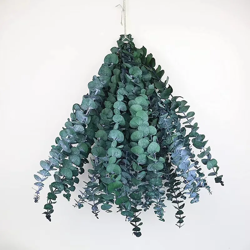 17' Natural Dried Eucalyptus Leaves Hanging Fragrance Real Plant Preserved Eucalyptus Stems For Shower Home