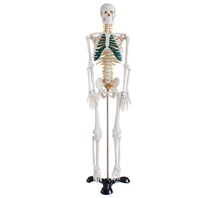 Human 85cm Skeleton with Spinal Nerve school medical teaching training 12 foot skeleton halloween