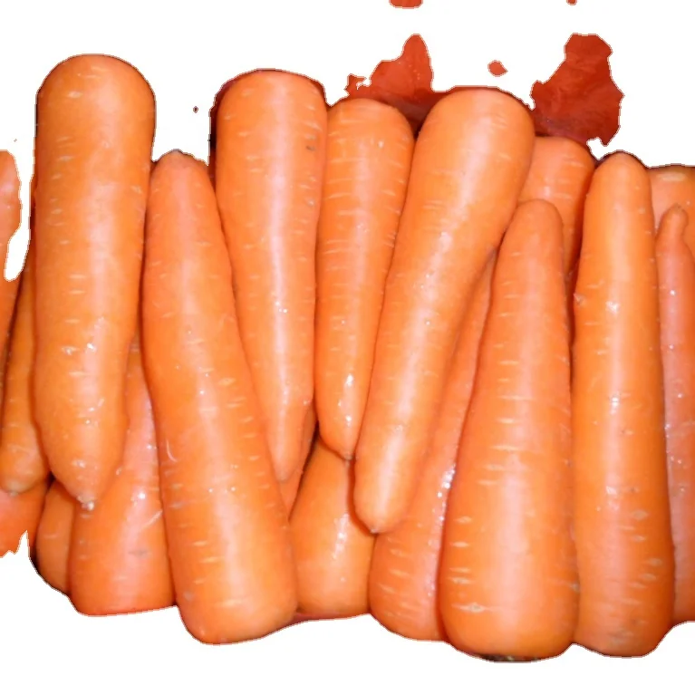 Buy Fresh Natural Carrots For Sales Hot Selling Price Fresh Vegetables Orange Carrots