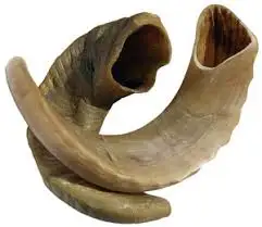 whole Sheep Horn