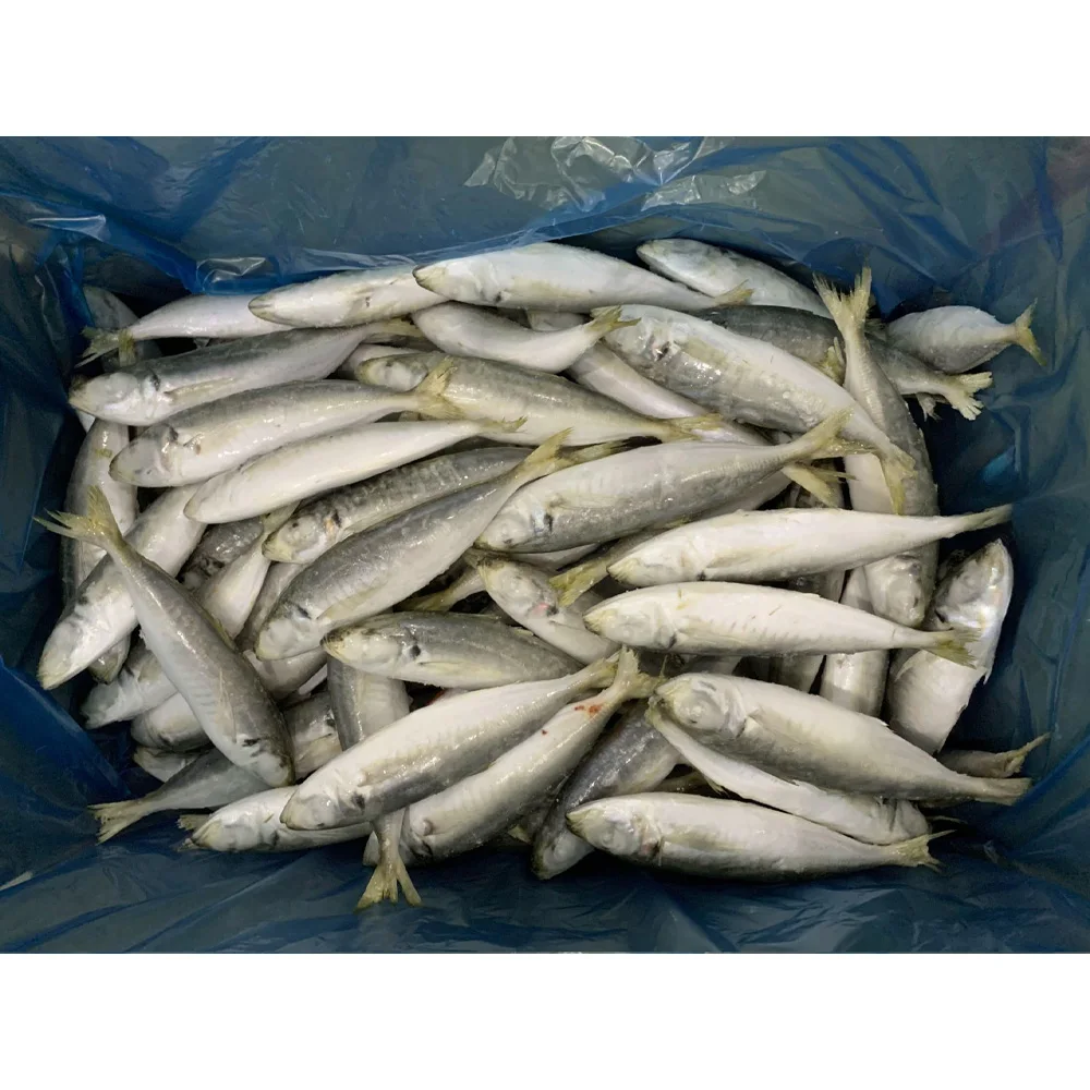 Wholesale Frozen round scad mackerel frozen mackerel fish mackerel price frozen round scad whole round for sale