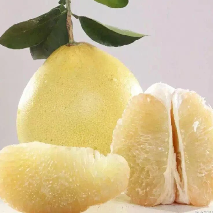 pomelo for sale