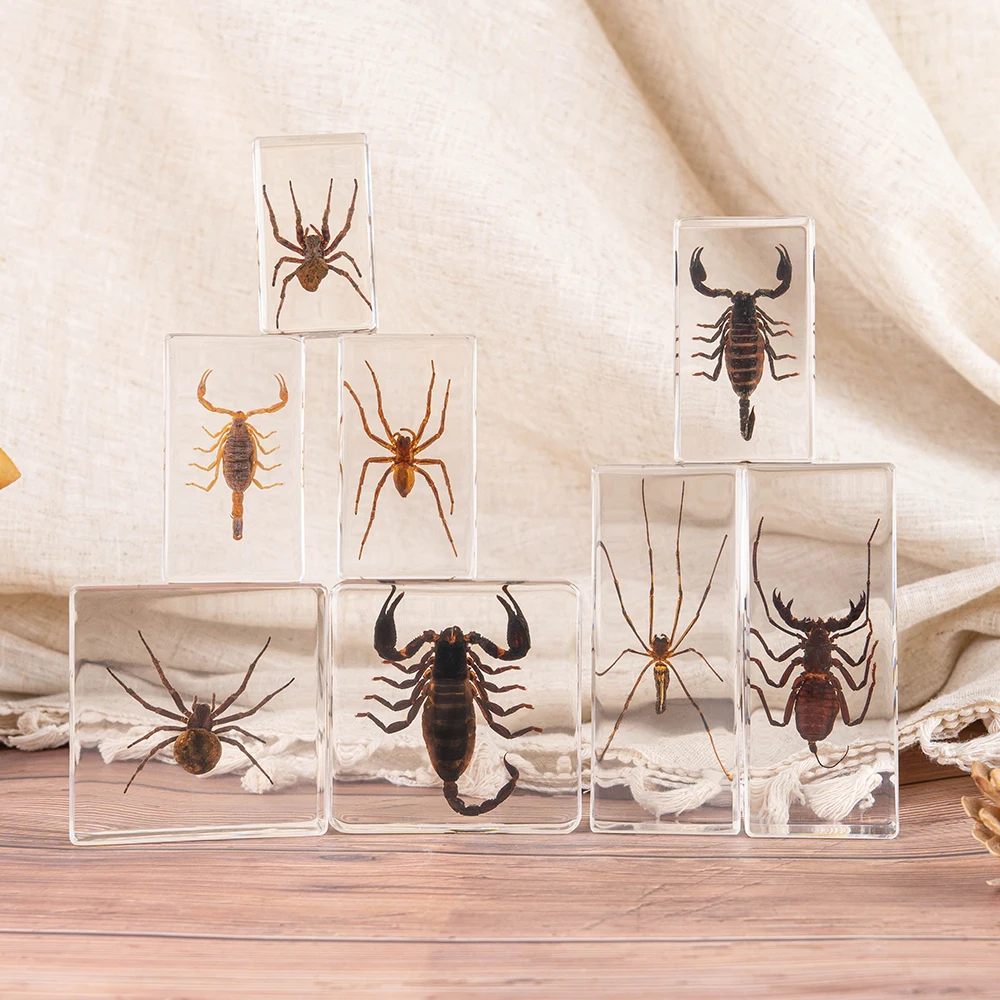Real Insects Resin Paperweight Scorpion Spider Rectangular Solid High Transparent OEM ODM Custom Wholesale Bulk Paper Weight