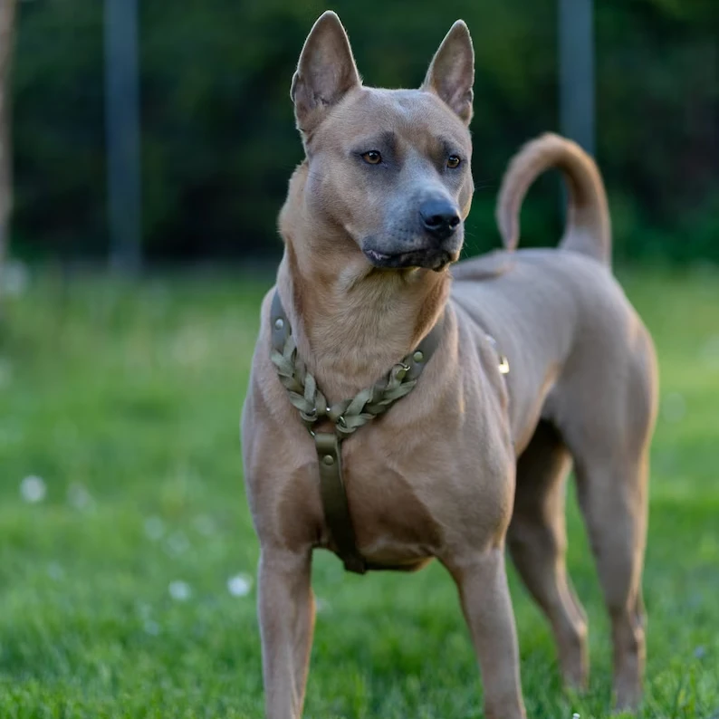 Luxury OEM No Pull Adjustable Dog Harness Outdoor Easy Control Leash Pet Harness Leash Collar For Large Dogs