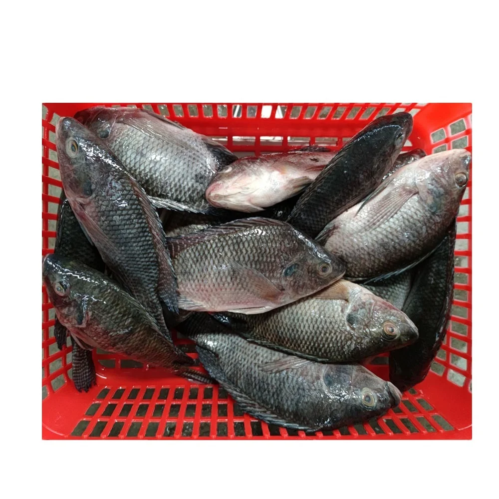 Frozen Fish Tilapia Fish frozen China export Frozen Fish Frozen Black Tilapia