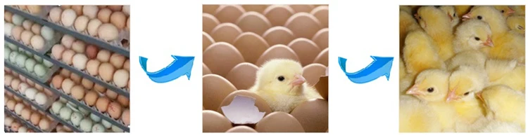 Factory Price High Capacity Automatic Eggs Hatching Incubators Egg Incubator