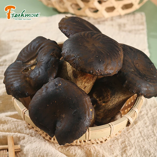 Finc factory cultivation mushrooms naturally grow fresh boletus aereus mushroom