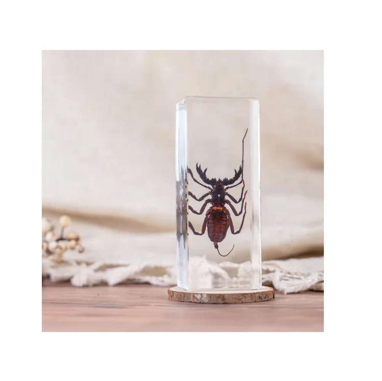 Transparent Amber Insect Specimen in Resin Teaching Resource Spider & Scorpion Epoxy Insect Gift Idea
