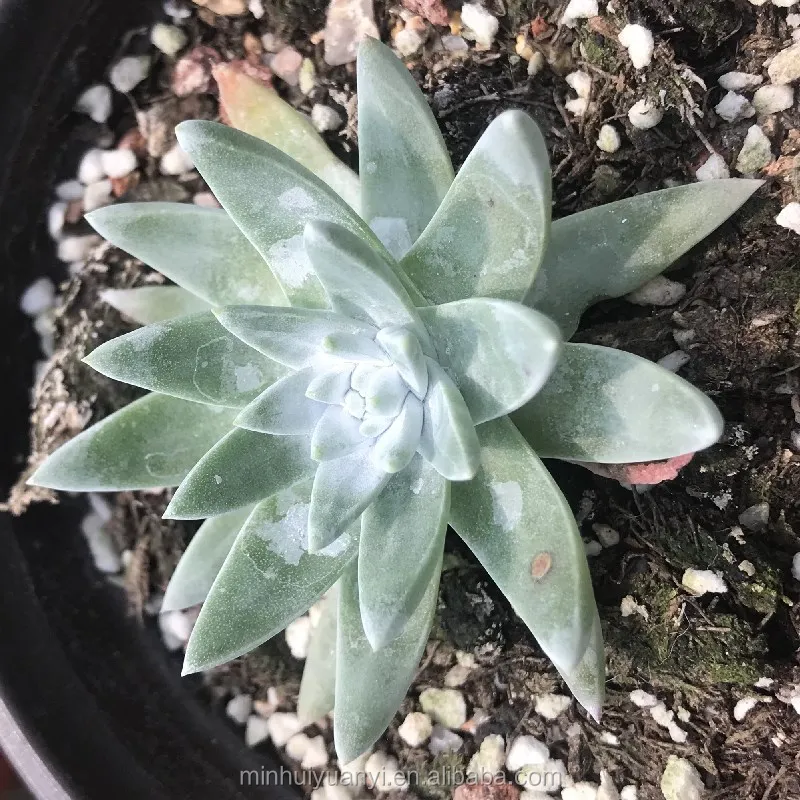  Живые суккуленты Echeveria Dudleya greenei оптовая продажа настоящие растения 1 5 экзерофиты для