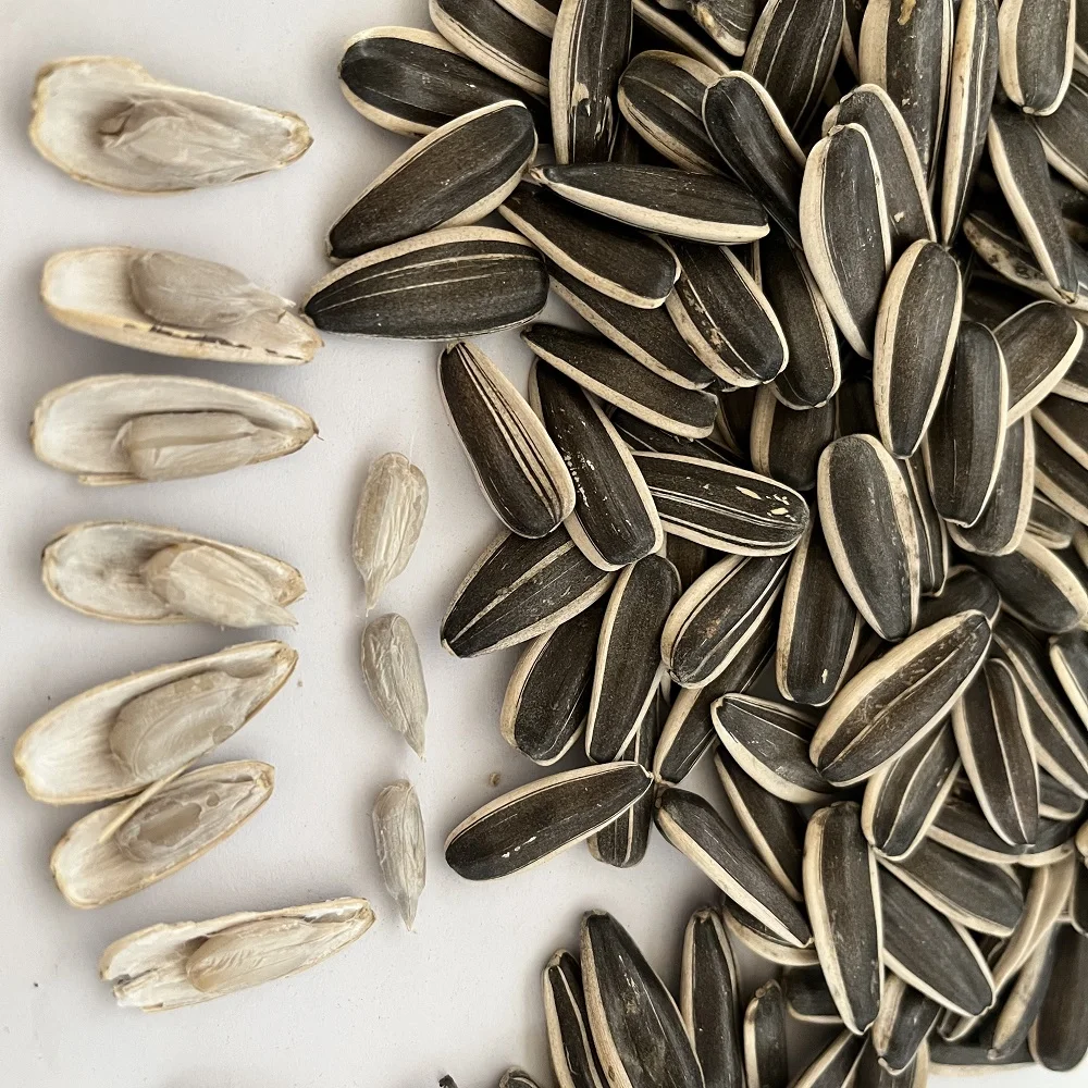 Supply best quality chinese black sunflower seeds large size sunflower seeds 363 export with per ton