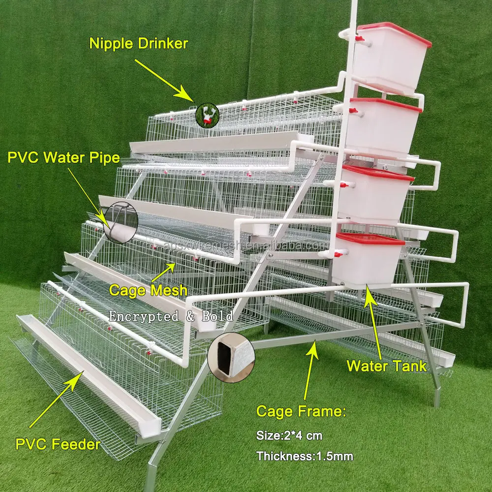 1000 Chickens Egg Layer chicken house With automatic water supply and feeder For Hens