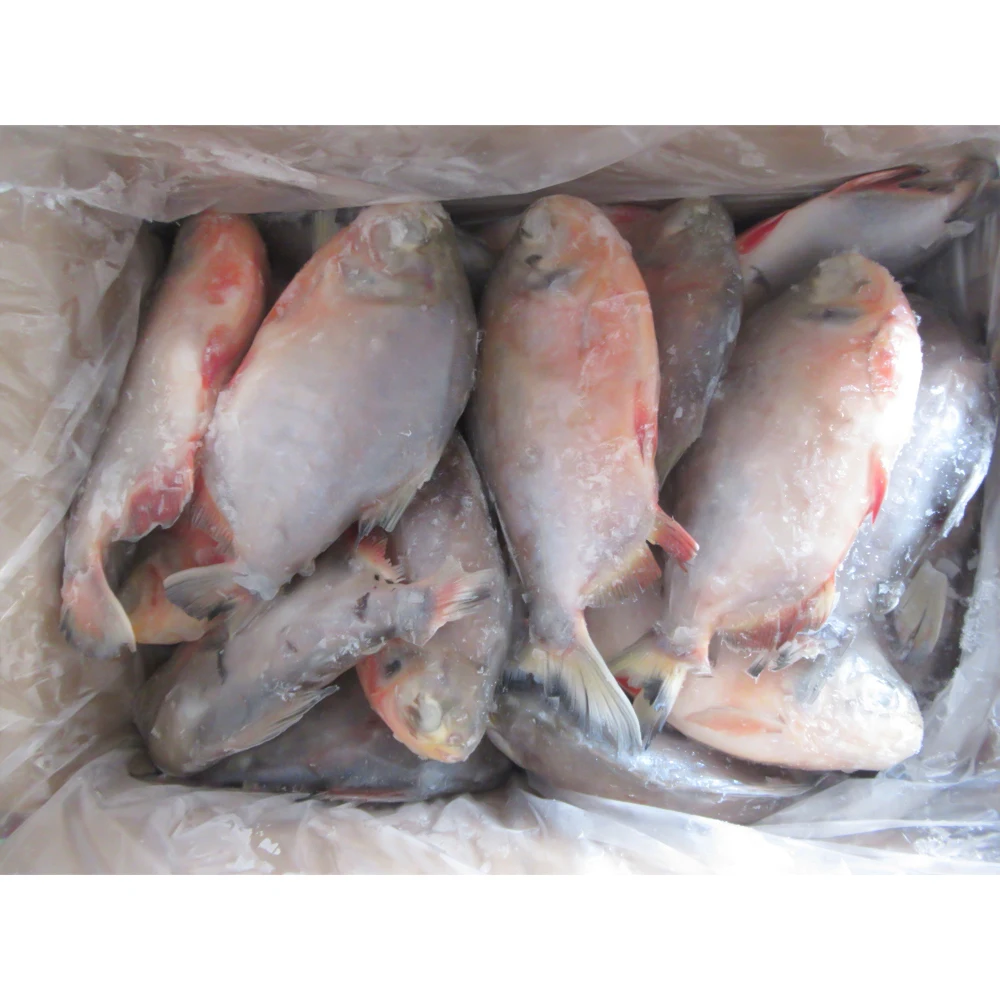 Frozen red pacu prix poisson pomfret frozen red pompano fish frozen red pomfret fish price