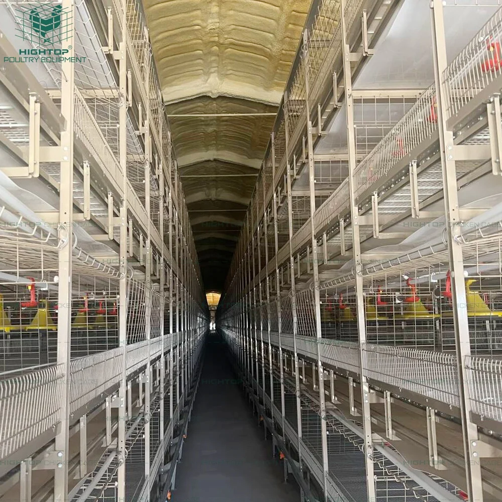 Hightop Poultry New Chain Automatic Bird Harvesting H Type Broilers Chicken Cages Equipment With Conveyer Belt
