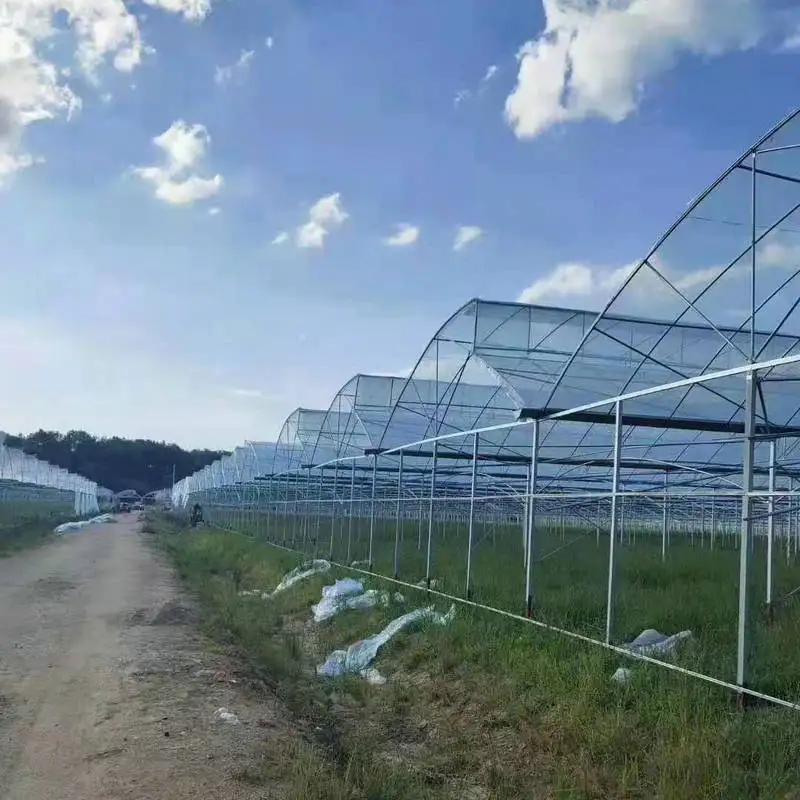 Agricultural Sawtooth Greenhouse with mushroom grow tent