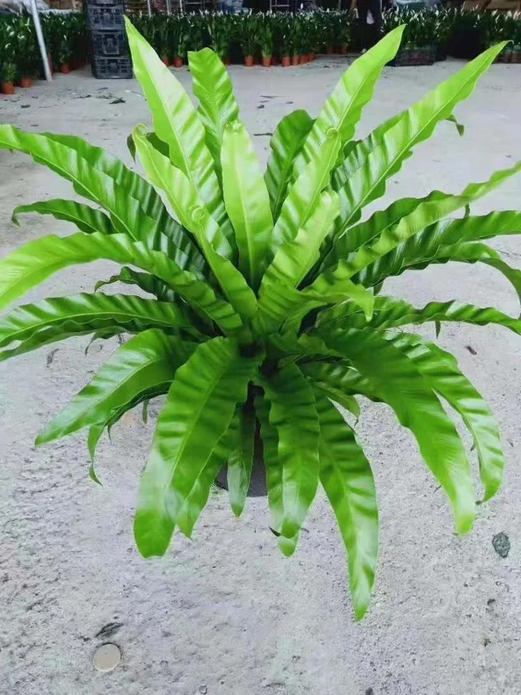 Tissue culture seedlings Sparrow leaf fern  green plant seedling