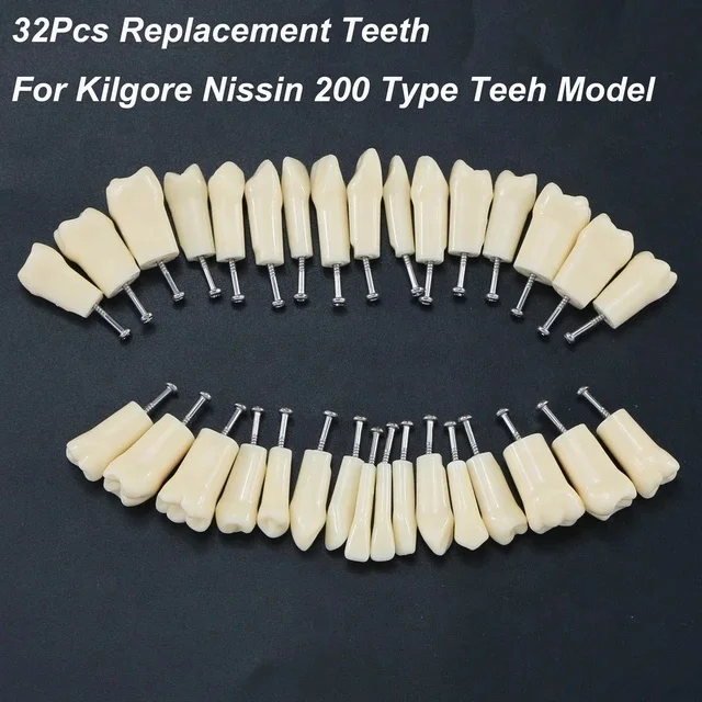 Typodont Dental Replacement Tooth Model for Student Practice 32 28