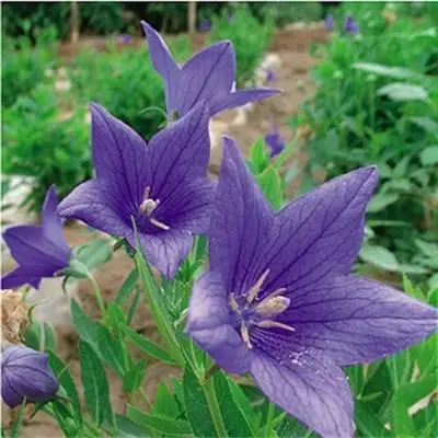 Многолетние травы, декоративные растения, цветочные семена платикодона грандифлоруса