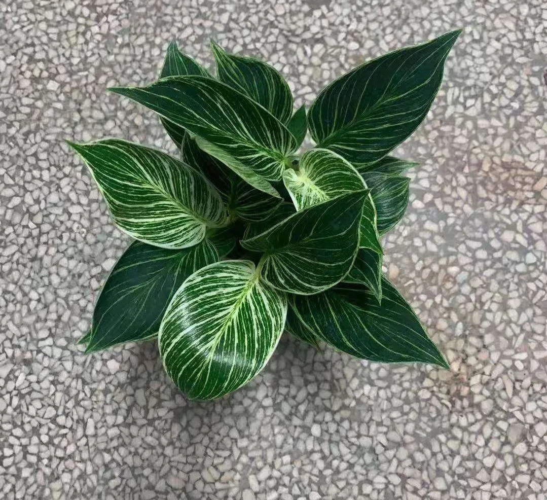 Wholesale high quality Philodendron Birkins ornamental live plant bonsai for decorative foliage plant