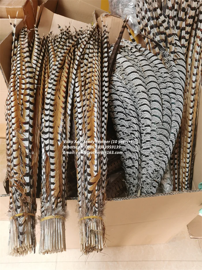 Pheasant Lady (9).jpg