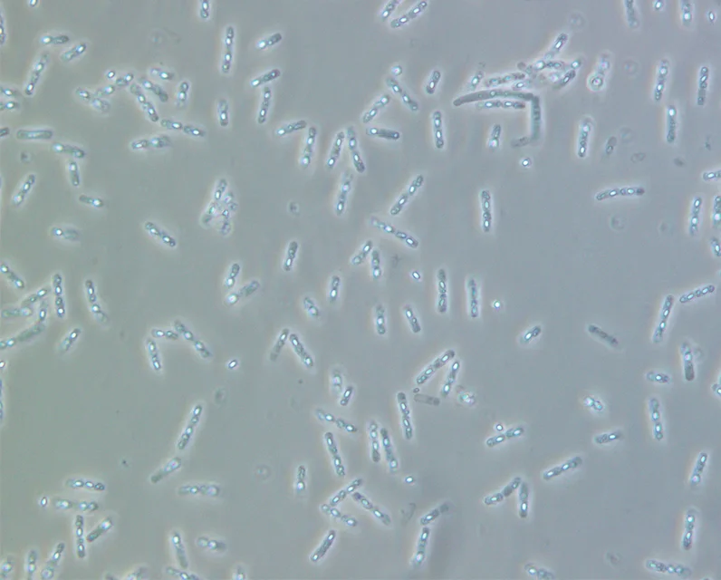 Японские гранулицидные био-цивициды, предотвращающие уничтожение комаров