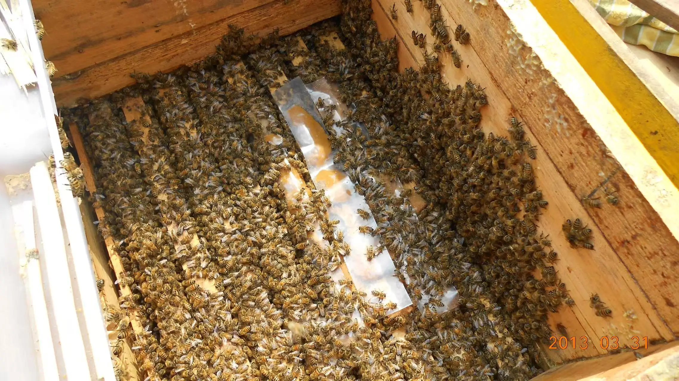 Высококачественный пчелиный корм премиум-класса с натуральным заменителем пыльцы производство из Китая