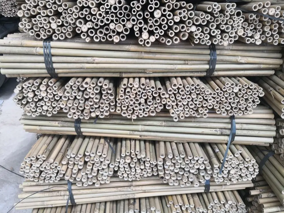 Bamboo Canes/ Bamboo Pole/ Raw Bamboo cheap price from Vietnam