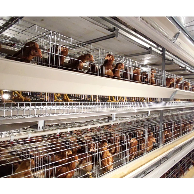 Full Automatic Poultry Farming Chicken Feeder Line H Type Chicken Cage for 15000 Chicken