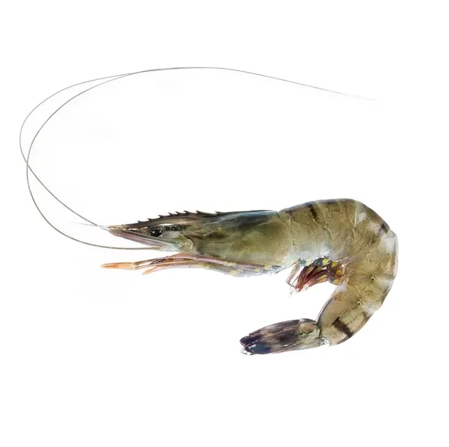 HIGH PROTEN  FROM Dried Dried Shrimp Shell Powder/ Best USE FOR HUMAN FOOD OR HIGH PROTEN ANIMAL FEED FROM germany