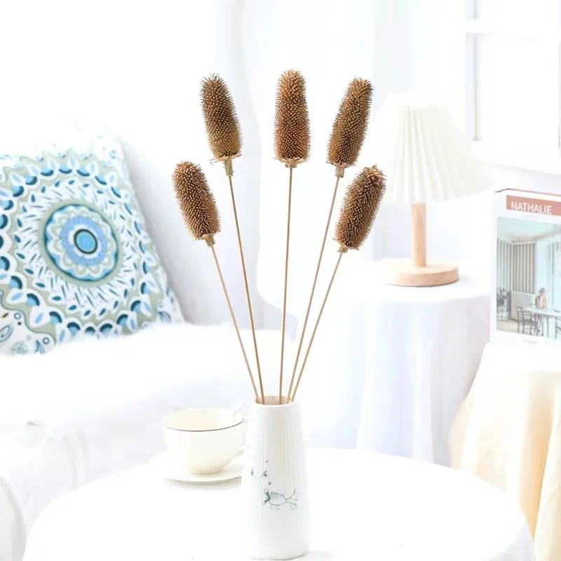 High Quality Dry Flower Bouquet Preserved Dipsacus Sativus for Flower Arrangement Home Decoration