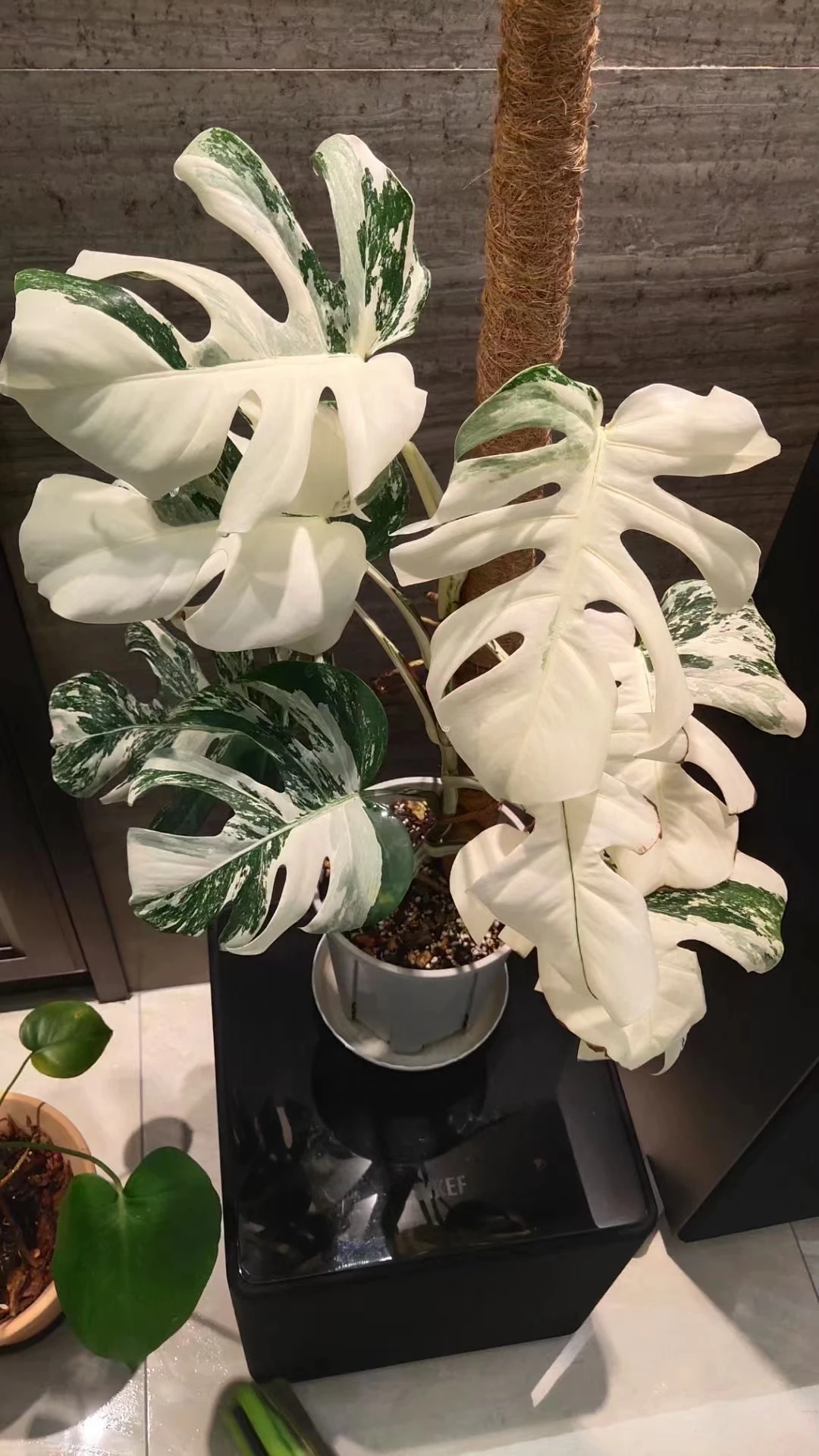  Оптовая продажа Monstera deliciosa либо