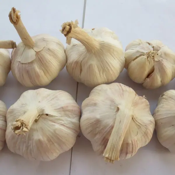 
Certificated HACCP HALAL exported fresh garlic white garlic 