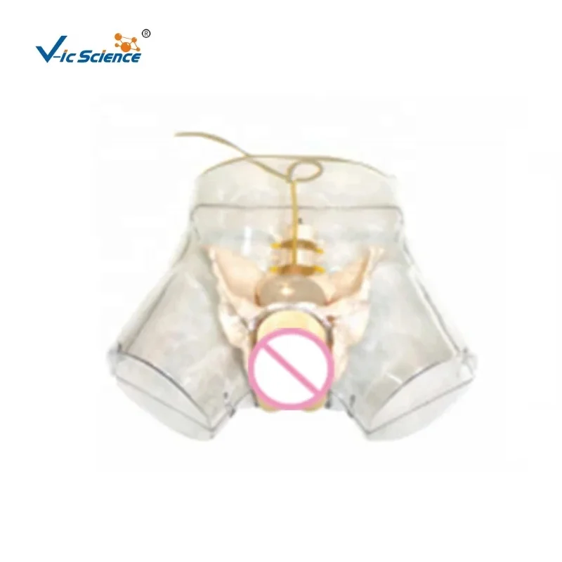 Advanced transparent female urethral catheterization model injection practice model