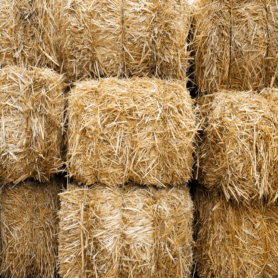 High-Grade Raw Barley Feed Bulk Freshness for Nutrient-Rich Wholesome Meals, Packed to Perfection