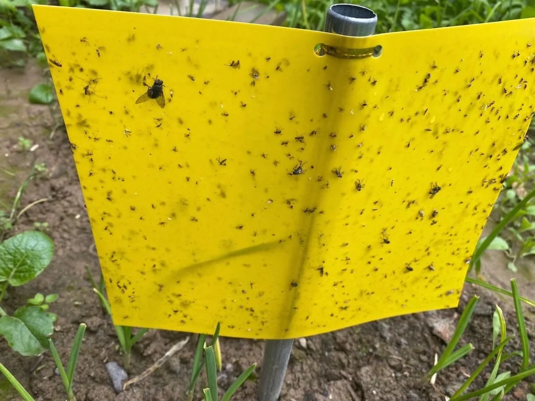 Insect Yellow Blue sticky cards glue traps 20*25cm two sided glues and releasing films to control moth flies aphids Thrips