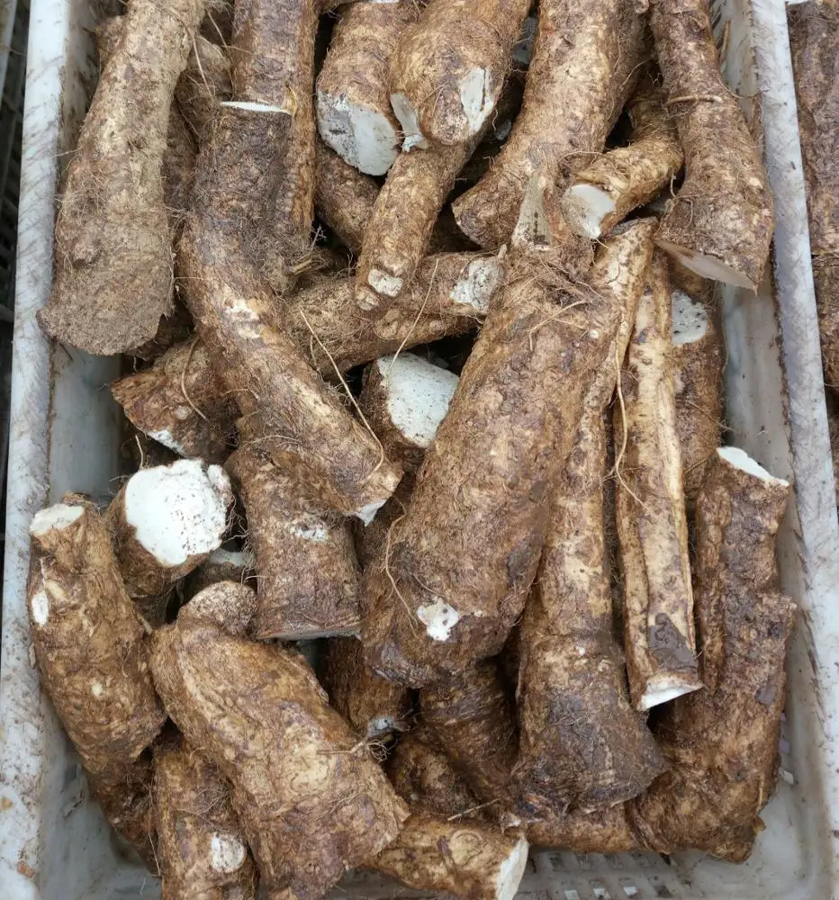 Raw material fresh horseradish roots