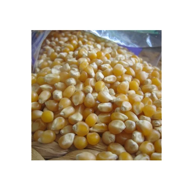 High End Agriculture Price Cereal Yellow Maize Corn Kernels From South Africa