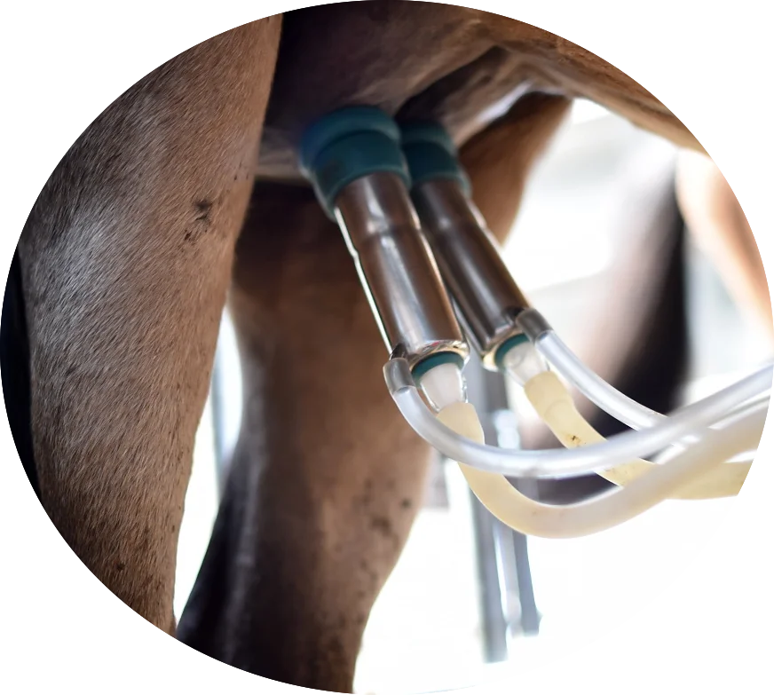  Оптовая продажа сухое молочко для детей с низким содержанием жира