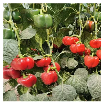 Agricultural Multi-span Greenhouse/glass Greenhouse For Planting Sweet Bell Pepper