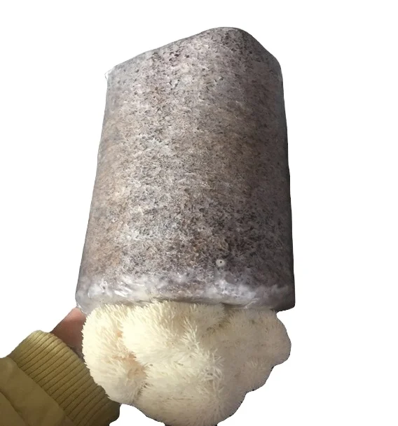 Easy to cultivate lions mushroom spawn best grade lions mushroom