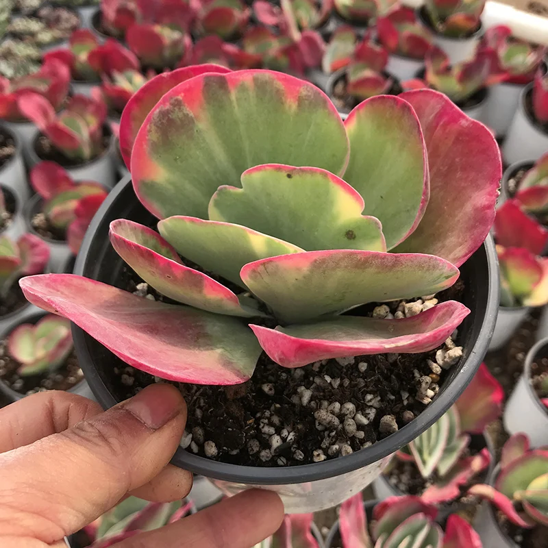 
Kalanchoe thyrsiflora seal Live succulent plants natural indoor for desk decor bright and beautiful 