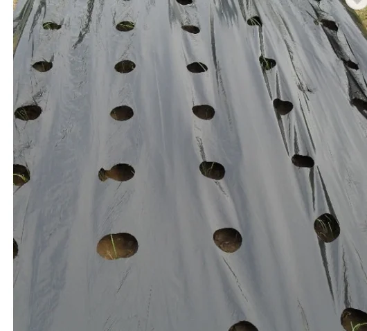 Agricultural Film Plastic PE Perforated Mulch Film
