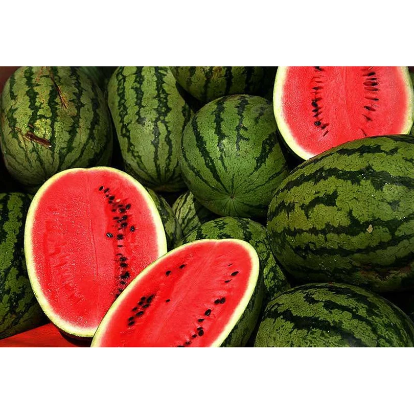Premium Grade Sweet Delicious Taste Red Flesh Color Hybrid Green Food Bulk Other Fresh Fruit Watermelon For Sale
