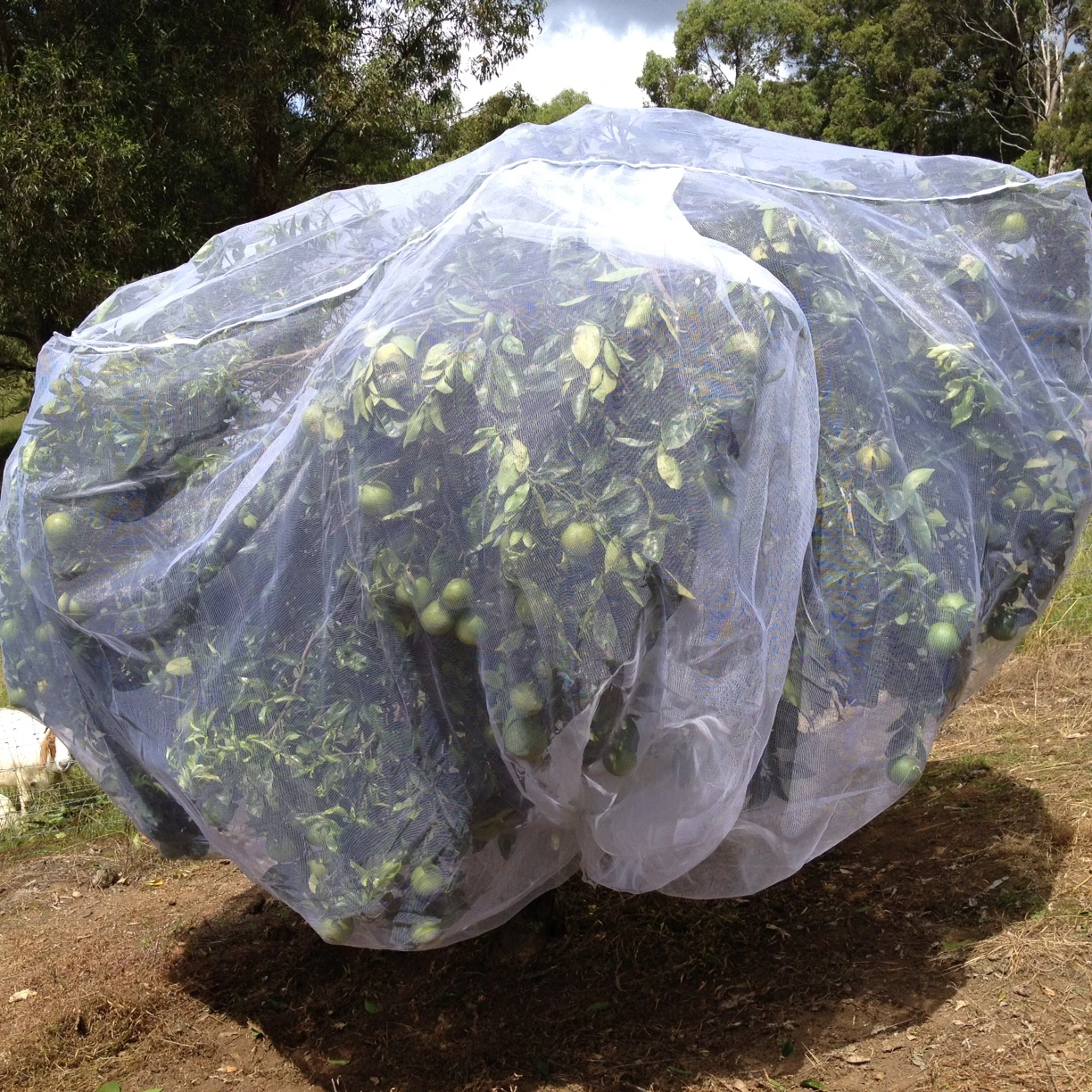 Plant netting prevent tree from insects, pests, birds, chickens fruit tree netting