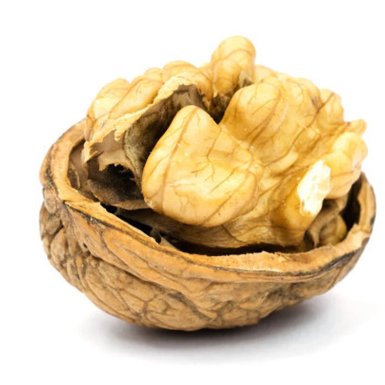 Hot selling high quality nutritious walnut natural green agricultural products