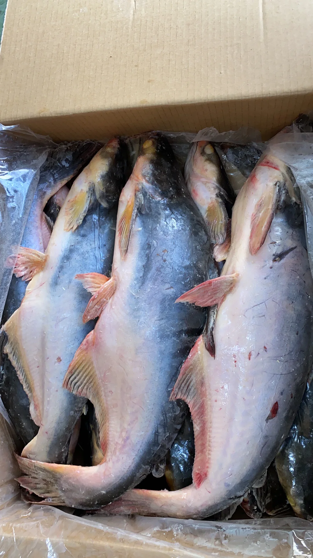 Export Standard  Frozen Vietnam basa fish  pangasius from Mekong Whole Fish Malaysia Frozen Fish Basa High Quality