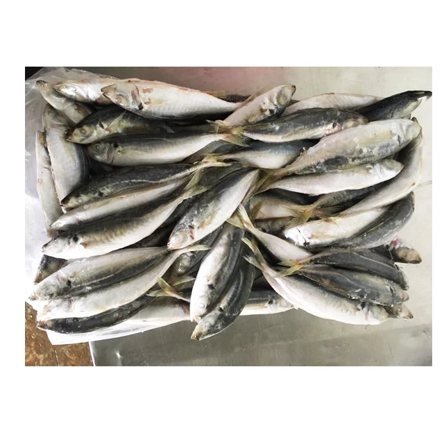 Замороженная круглая рыба IQF для ловли тунца