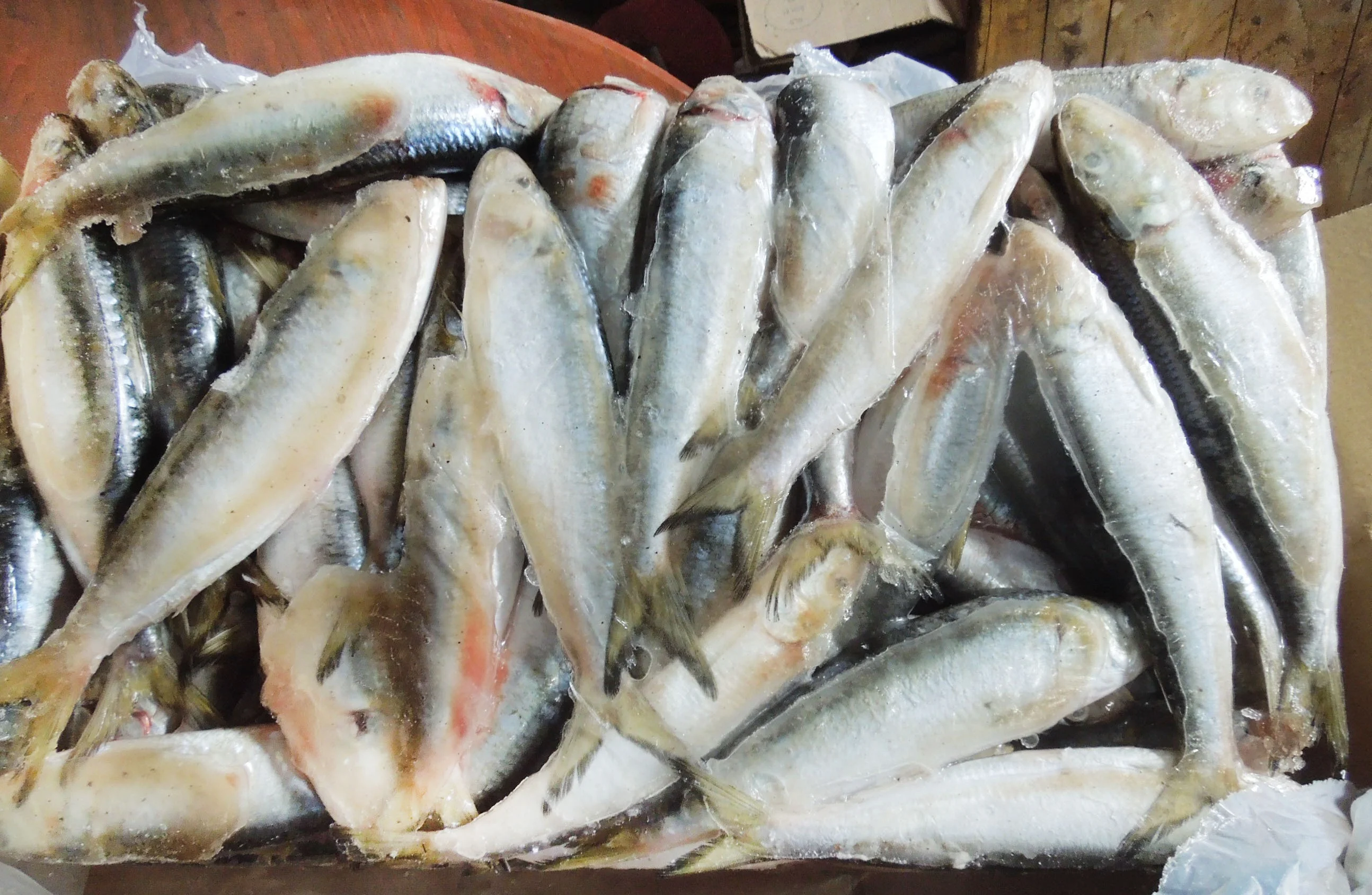 Whole round import export frozen fresh sardine fish price